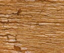 IT-VCT-06 Persian Brown Walnut  Azarshahr Travertine Tile